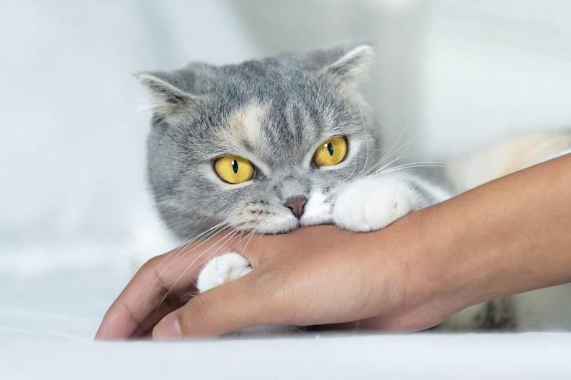 Bà Bầu Nằm Mơ Thấy Cắt Tóc: Giải Mã Số Đề