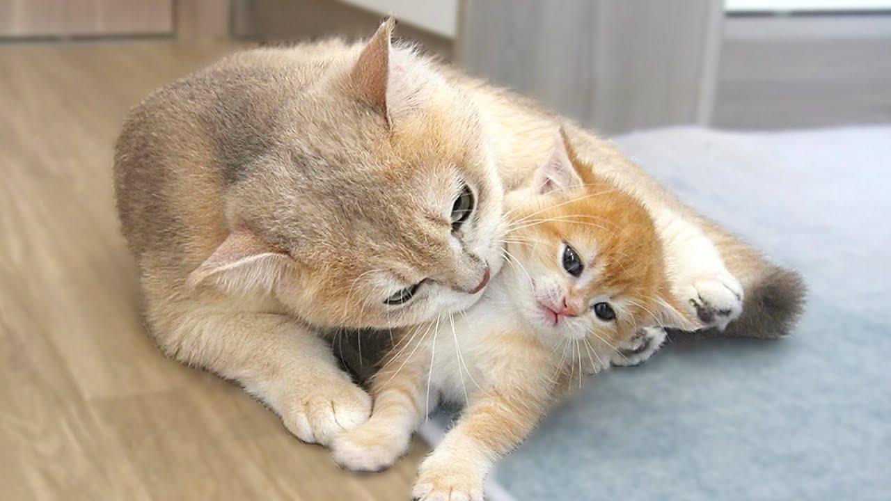 Bà Bầu Nằm Mơ Thấy Mèo: Giải Mã Số Đề Chính Xác