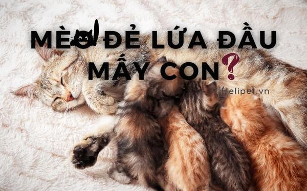 Giải Mã Giấc Mơ Cháy Rừng Và Con Số May Mắn
