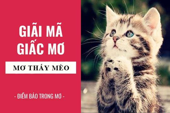 Giải Mã Giấc Mơ Thấy Chơi Lô Tô
