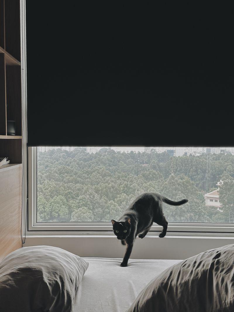 Giải Mã Giấc Mơ Thấy Rất Nhiều Mèo Con Và Số Đề Liên Quan
