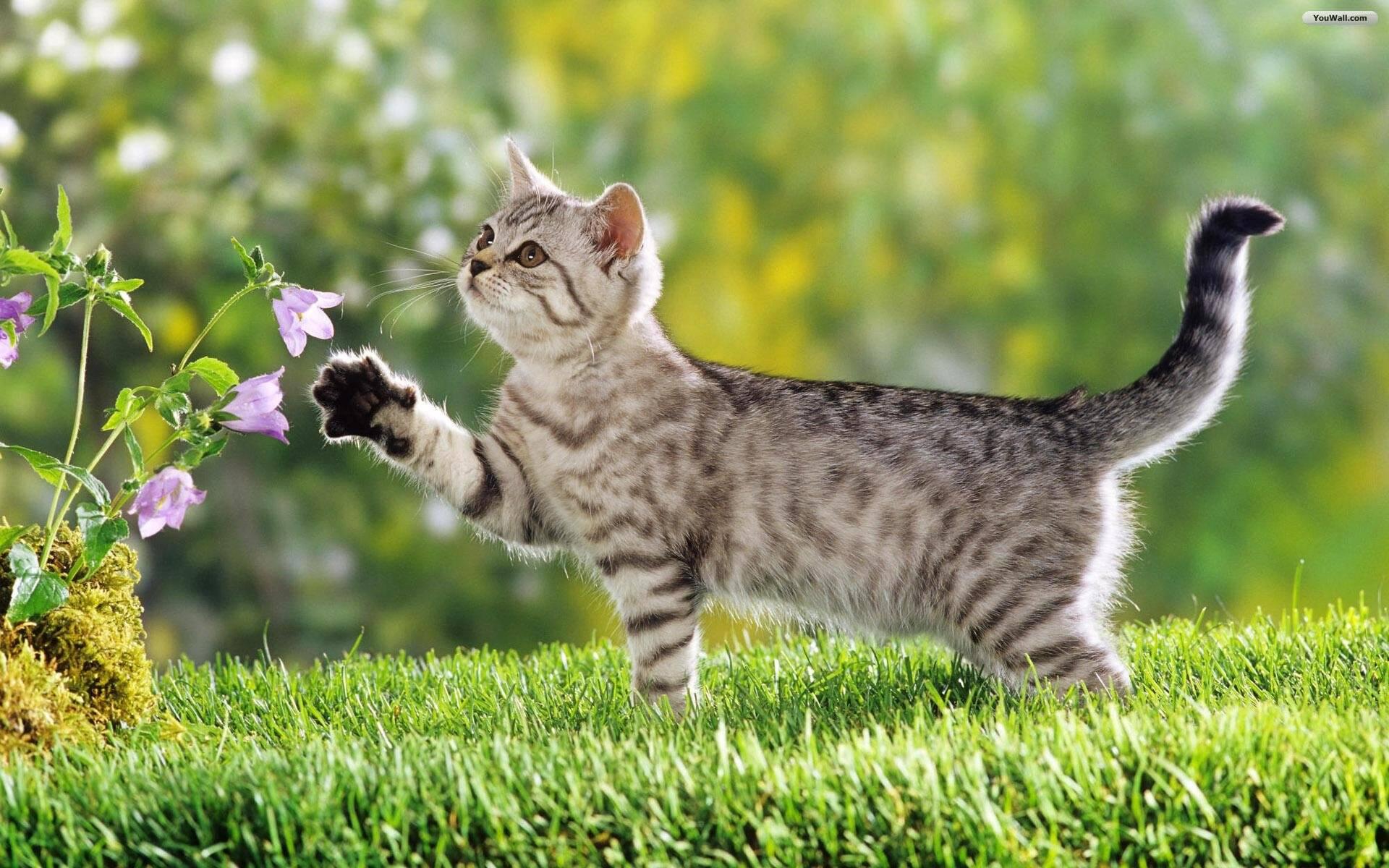 Giải Mã Giấc Mơ Thấy Cá Chết Và Con Số May Mắn