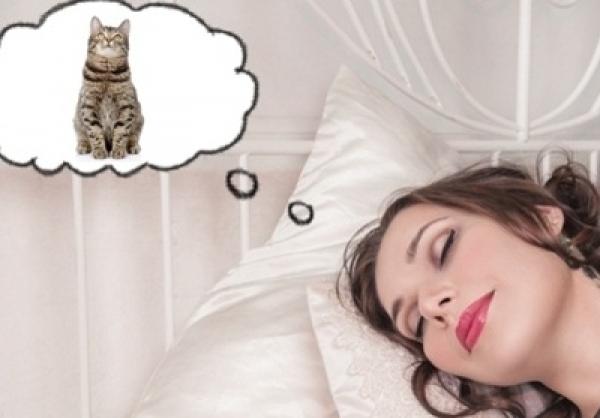 Mơ thấy mèo đuổi chuột