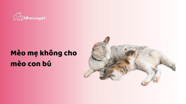 Nằm Mơ Thấy Mèo Vàng Đánh Số May