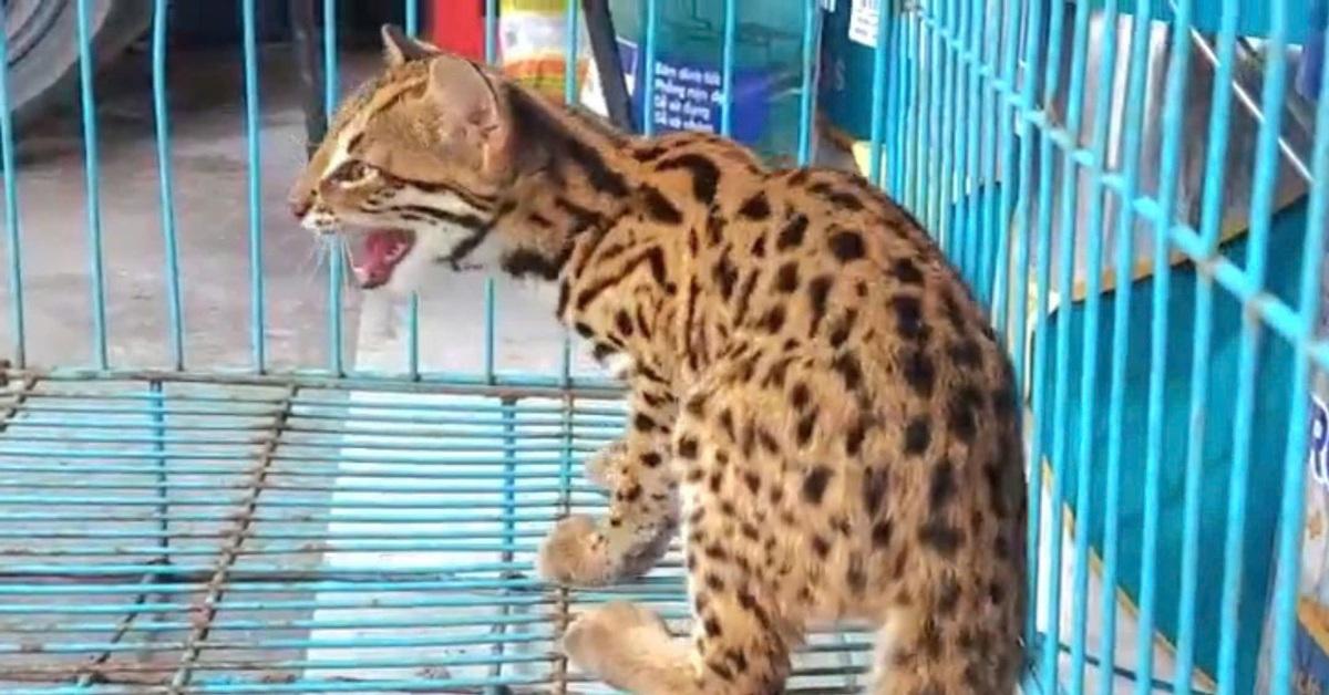 Nằm Mơ Thấy Được Người Khác Cõng: Giải Mã Số Đề