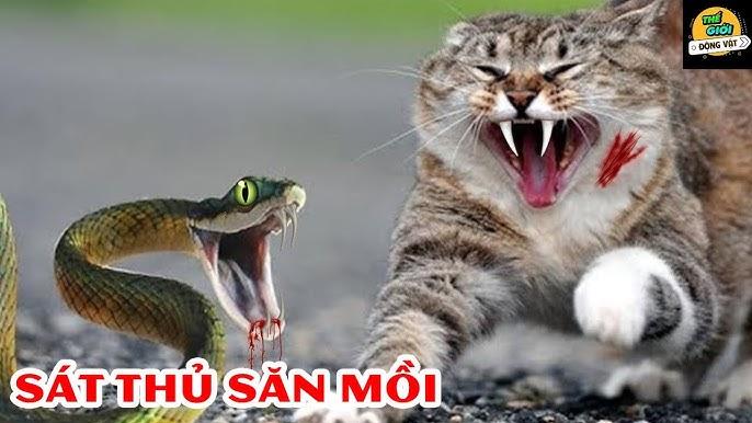 Giải Mã Giấc Mơ Thấy Mất Ví Tiền Và Điện Thoại