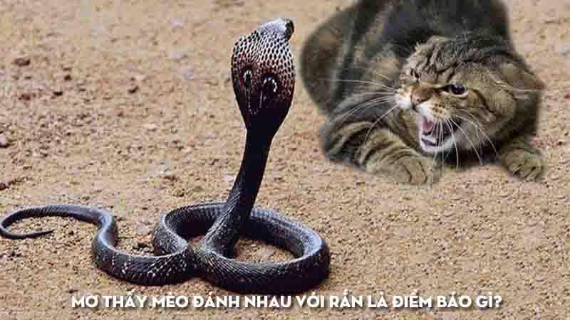 Mèo trắng cắn rắn đen trong giấc mơ
