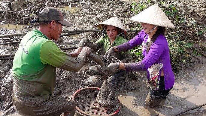 Mơ Bắt Cá Lóc Bằng Tay