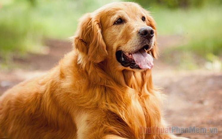 Giải Mã Giấc Mơ Thấy Em Bé Chết Trong Bụng