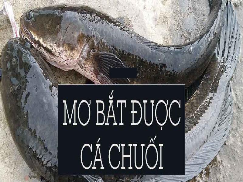 Mơ thấy 2 con cá chuối nhỏ