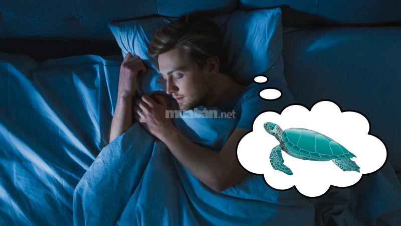 Mơ thấy bắt được rùa - Cơ hội tốt đang đến gần