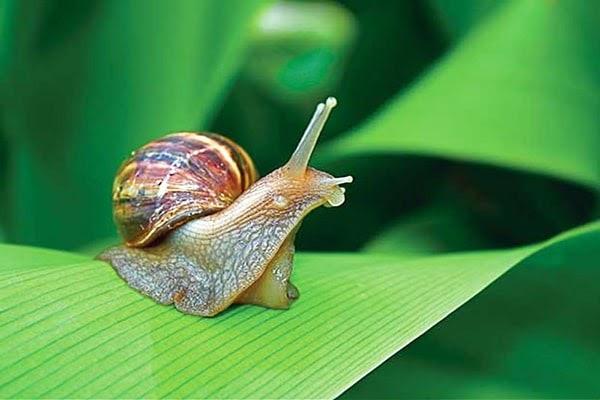 Giải Mã Giấc Mơ Thấy Mình Mua Ô Tô