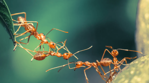 Nằm Mơ Thấy Mẹ Chết Là Điềm Gì? Giải Mã Và Con Số May Mắn