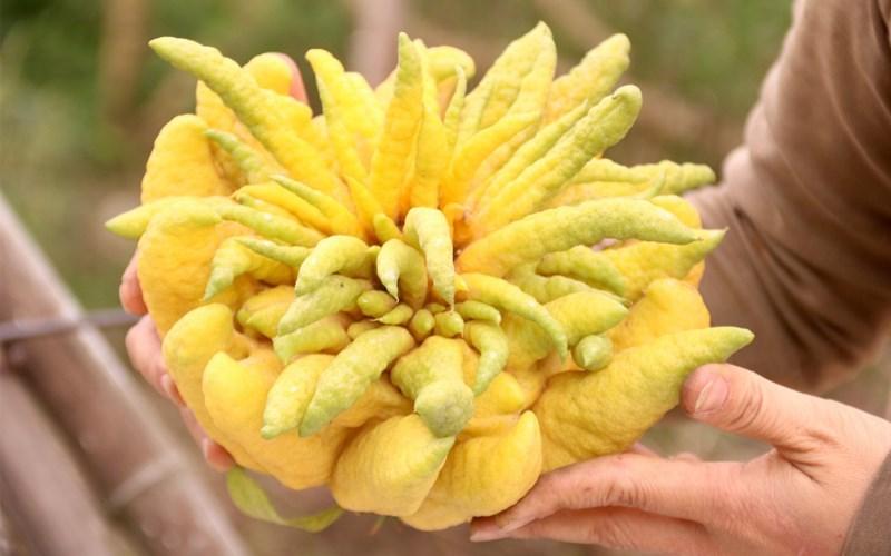 Giải Mã Giấc Mơ Thấy Xe Kéo và Số Đề Liên Quan