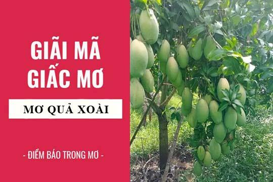 Mơ thấy hái xoài chín