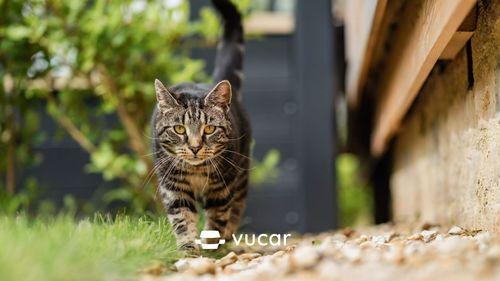 Giải Mã Giấc Mơ Thấy Rất Nhiều Mèo Con Và Số Đề Liên Quan