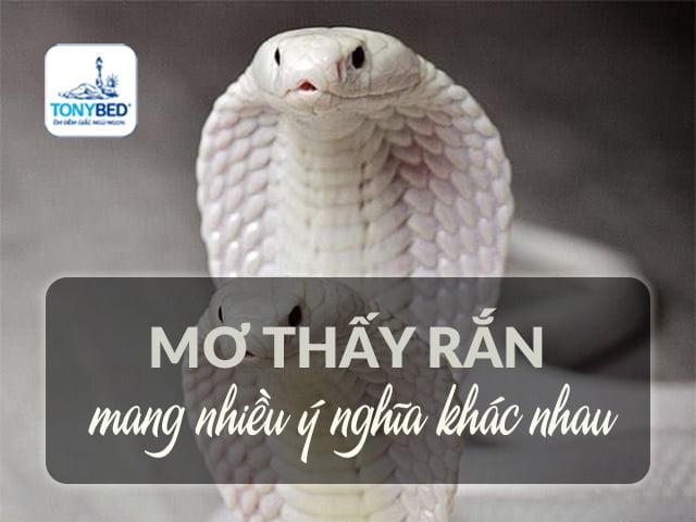 Giải Mã Giấc Mơ Bắt Tắc Kè Và Con Số May Mắn