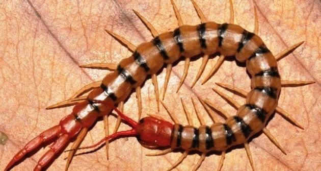 Nằm Mơ Thấy Chồng Ngoại Tình Đánh Con Gì?