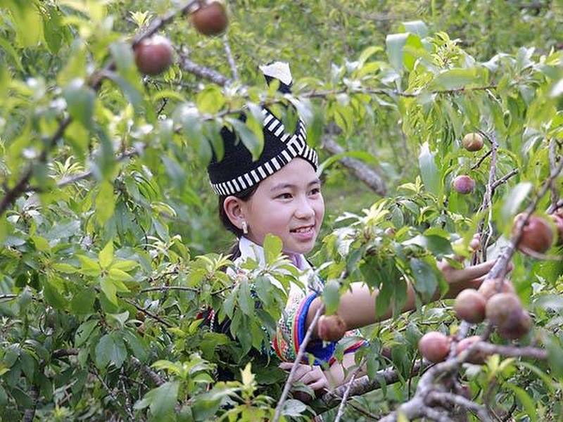 Mơ Thấy Trèo Cây Bị Ngã Đánh Con Gì?