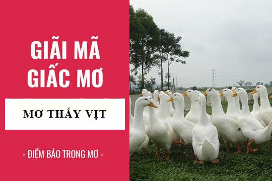 Mơ thấy vịt con chết
