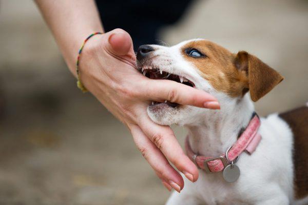 Giải Mã Giấc Mơ Thấy Rắn Khổng Lồ Màu Trắng Và Con Số May Mắn