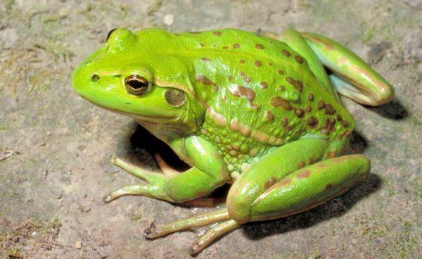 Nằm mơ thấy cha chết là điềm gì? Giải mã giấc mơ và số đề