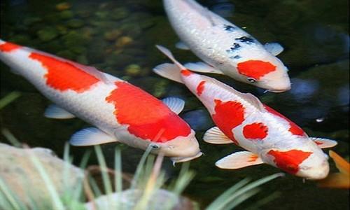 Nằm Mơ Thấy Chó Đuổi Mình Đánh Con Gì?
