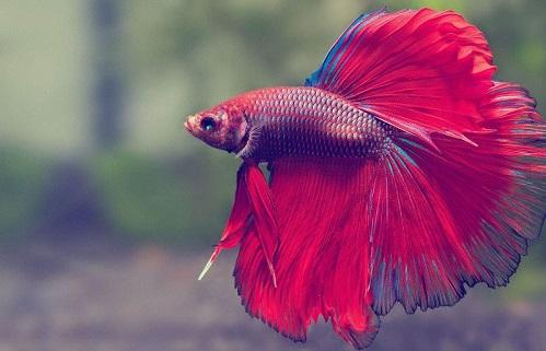 Giải Mã Giấc Mơ Thấy Ma Đe