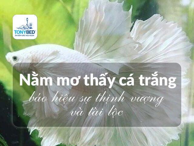 Nằm mơ thấy cho cá ăn trong bể cá