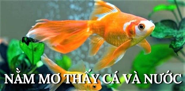 Giải Mã Giấc Mơ Thấy Rùa Đẻ Trứng Và Những Con Số May Mắn