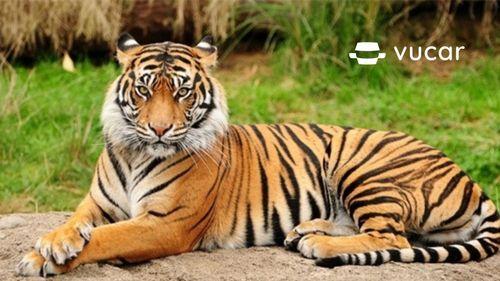 Nằm mơ thấy đàn hổ đánh con gì?