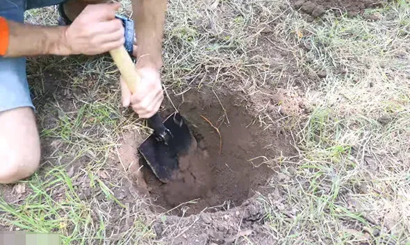 Giải Mã Giấc Mơ Thấy Hái Trái Mãng Cầu Chín và Số Đề