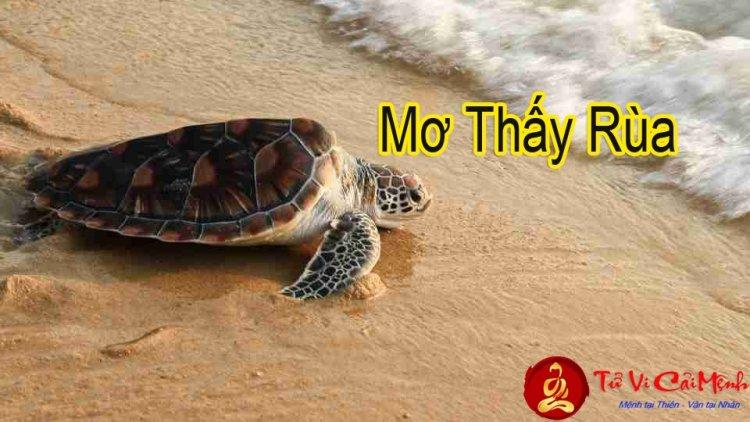 Nằm mơ thấy làm thịt rùa to