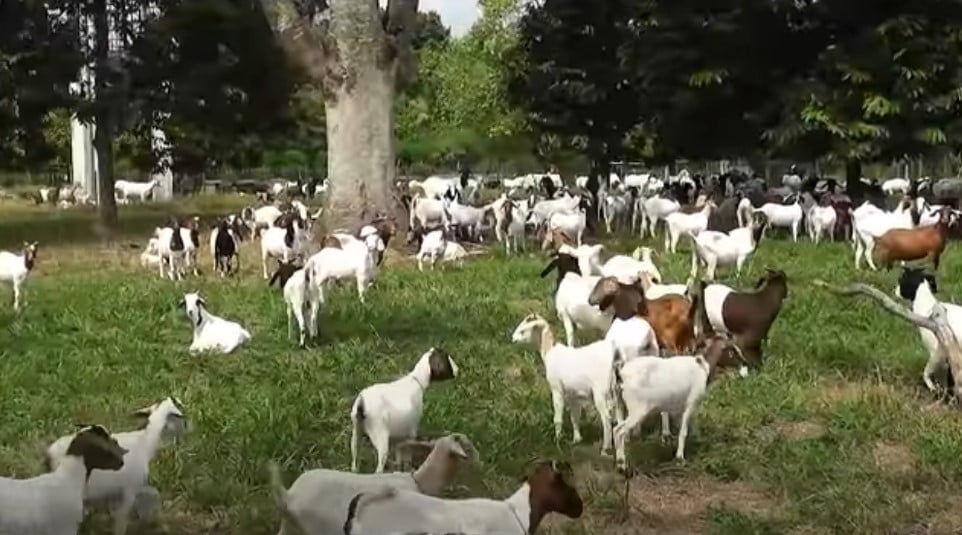 Giải Mã Giấc Mơ Thấy Hoa Màu Tím Và Những Con Số May Mắn