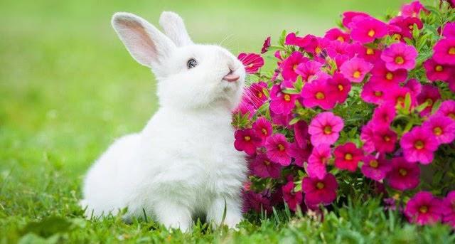 Giải Mã Giấc Mơ Thấy Cóc Xanh Và Con Số May Mắn