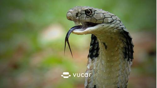 Giải Mã Giấc Mơ Thấy Gà Con Và Những Con Số May Mắn