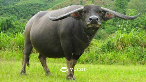 Nằm Mơ Gãy Răng Có Điềm Gì? Giải Mã Và Số Đề Liên Quan