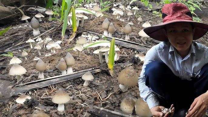 Giải Mã Giấc Mơ Thấy Người Khác Bắt Rắn Và Số Đề