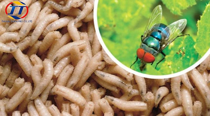 Giải Mã Giấc Mơ Thấy Rắn Khổng Lồ Màu Trắng Và Con Số May Mắn