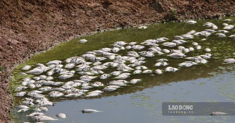 Nằm Mơ Thấy Bắt Cá Lóc Đánh Số Mấy?