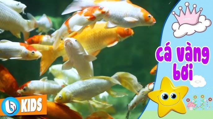 Nhiều cá vàng bơi trong hồ nước