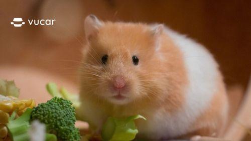 Nhiều chuột bạch - Giải mã giấc mơ và số đề