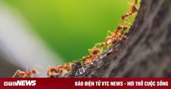 Giải Mã Giấc Mơ Thấy Rắn Biến Thành Người Và Số Đề