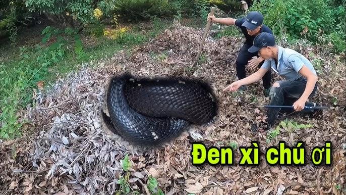 Giải Mã Giấc Mơ Thấy Cá Chép Đỏ Và Con Số May Mắn