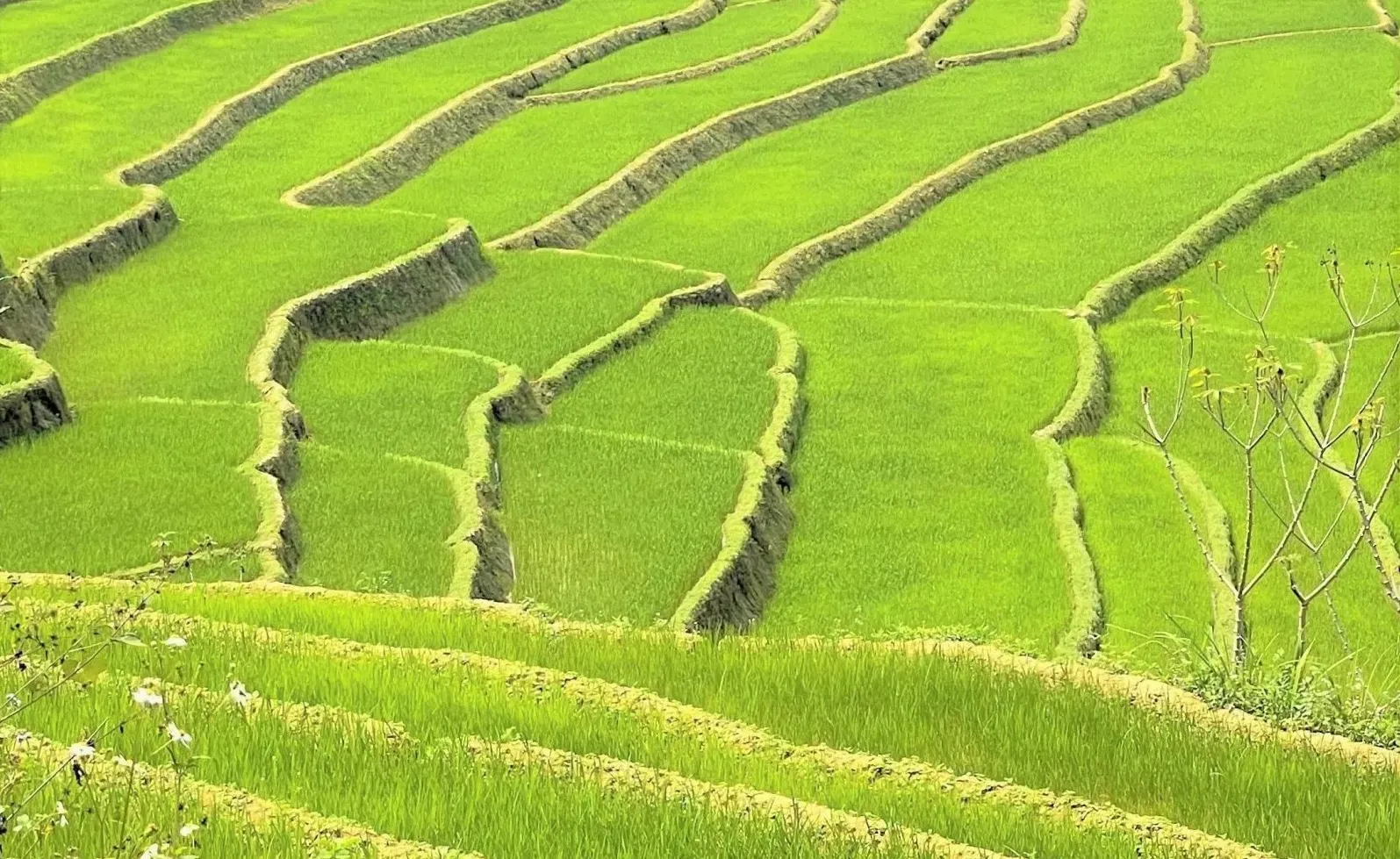 Giải Mã Giấc Mơ Thấy Không Thuộc Bài