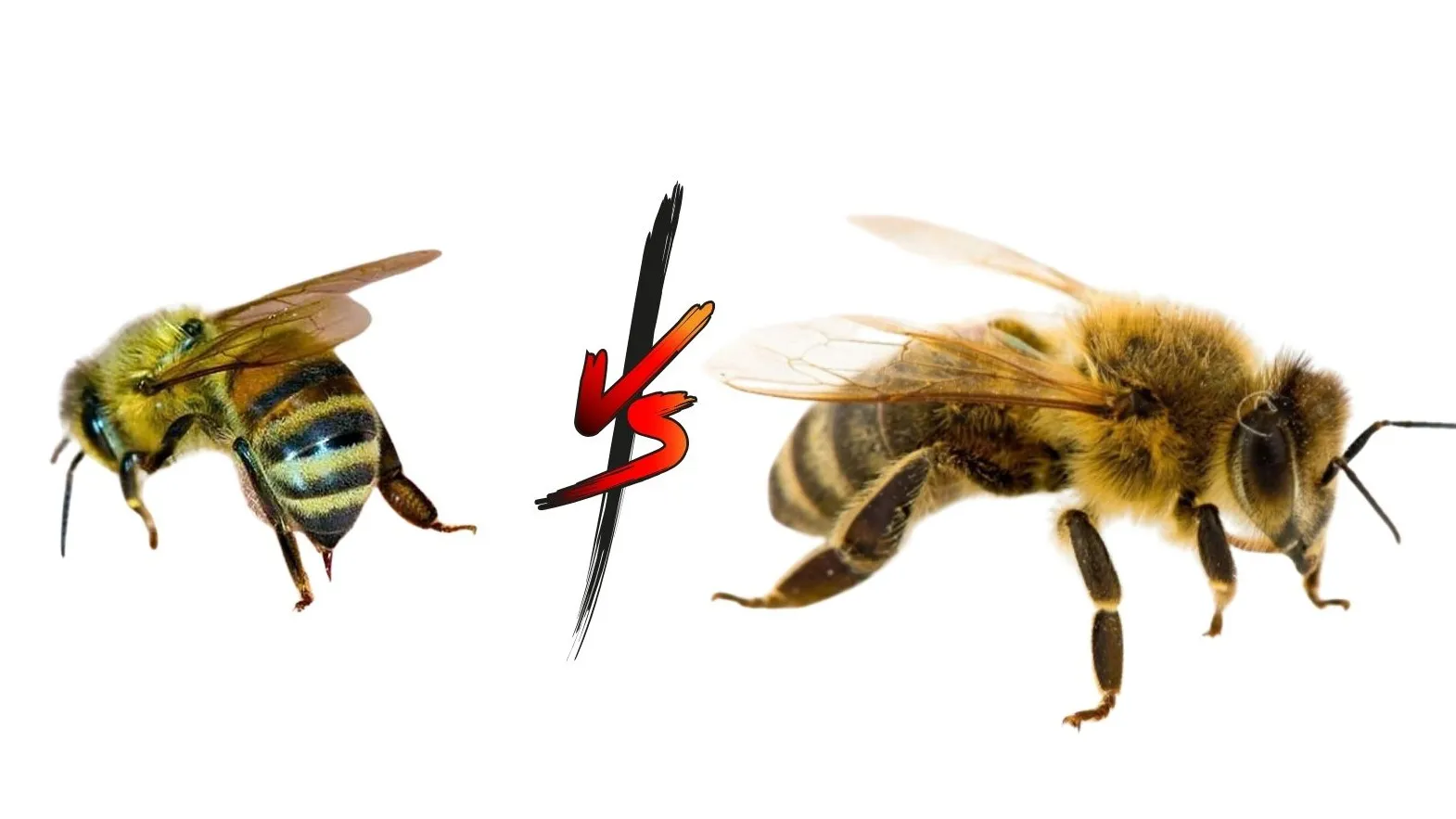 Nằm Mơ Thấy Mất Ví Đánh Đề Con Gì?