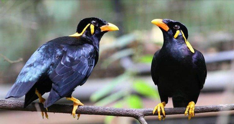 Phượng hoàng bay vào nhà mang đến may mắn