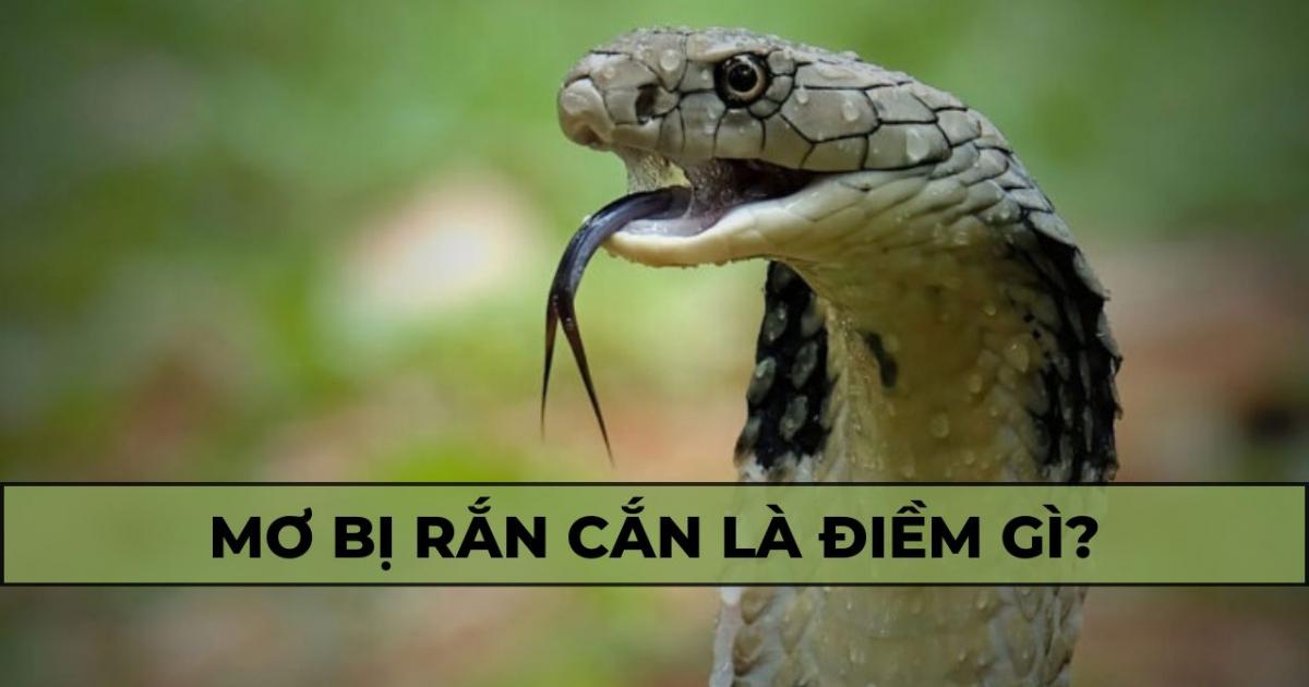Giải mã giấc mơ thấy rắn cắn người thân chết