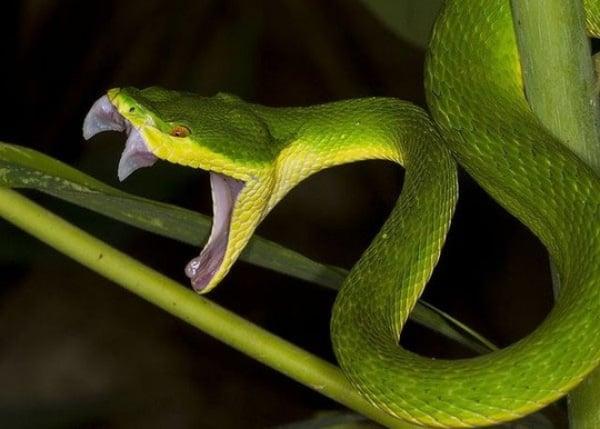 Giải Mã Giấc Mơ Thấy Bị Chém Đầu và Số Đề Liên Quan