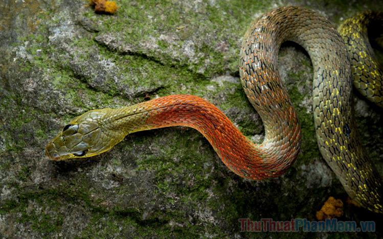 Nằm Mơ Mà Không Nhớ Đánh Con Gì?